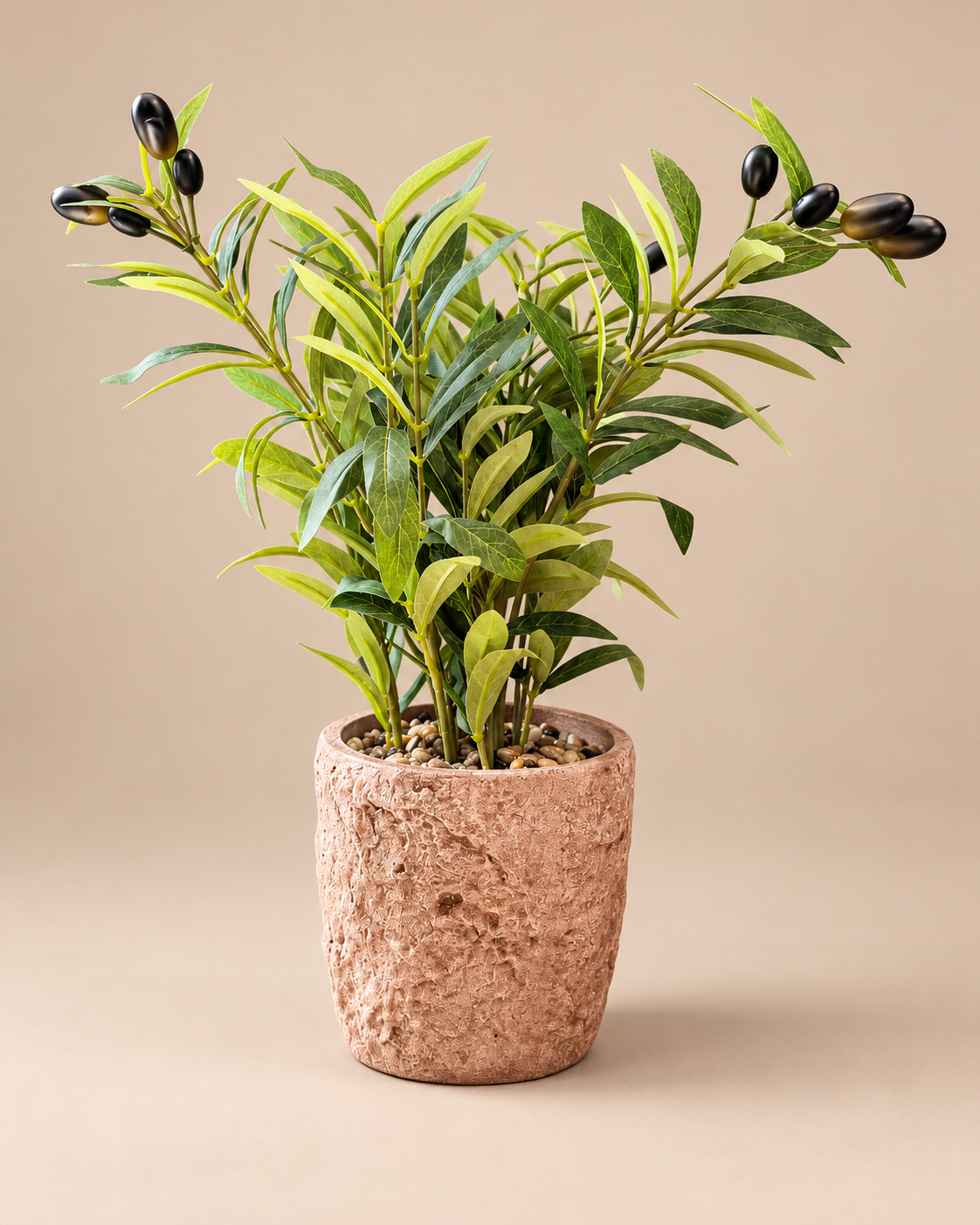 Studio Olive Tree in Textured Terracotta Pot.png