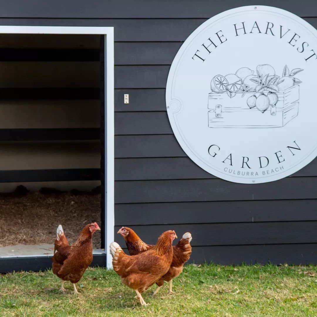 In the area for school holidays?&nbsp;Bring the kids by this week to visit our friendly chooks roaming around the harvest garden!🌿🐓