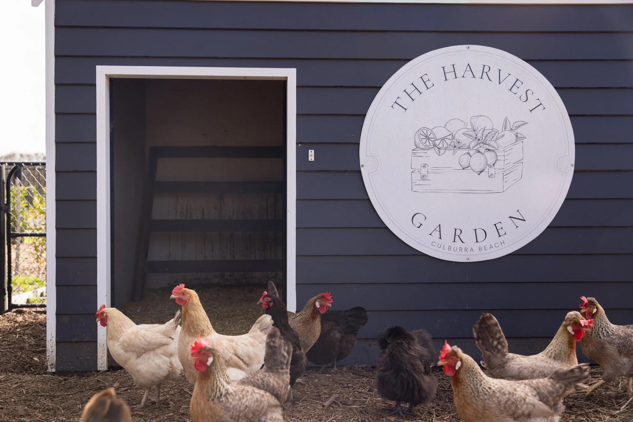 Meet some of the locals 🐔🌿

Our Harvest Garden is home to a few feathered friends who love a visit almost as much as we do.

Pop in, say hello and check it out next time you&rsquo;re at the Bowlo.

#CulburraBowlo #HarvestGarden #BowloChickens #Loca