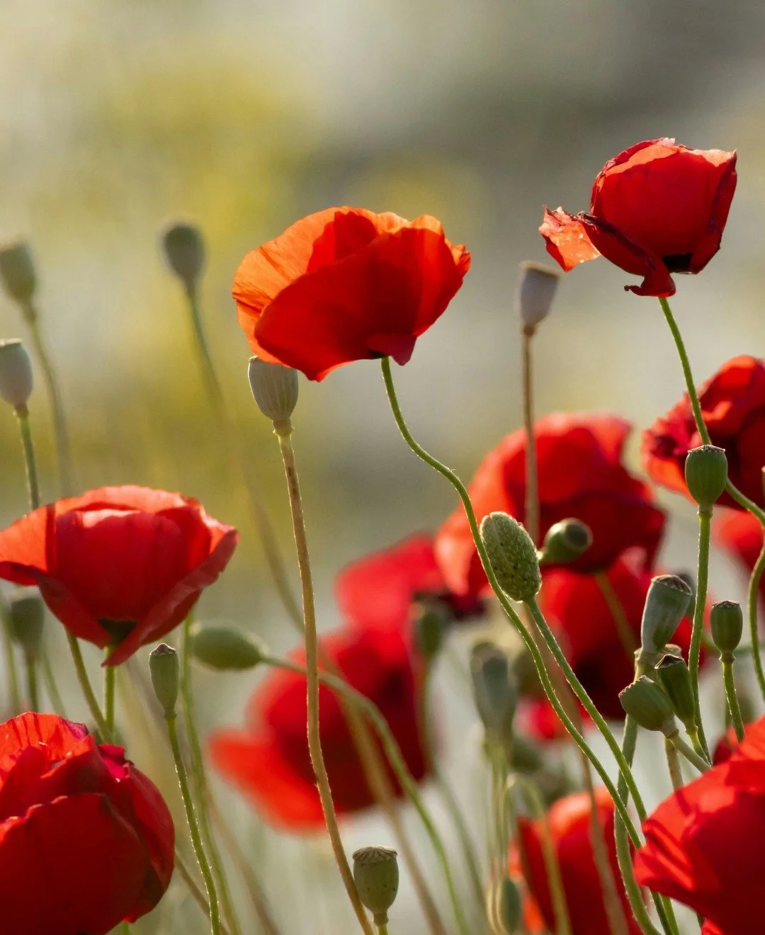 Today is ANZAC Day, where we take time to pause, reflect and remember those who have served and sacrificed.

Lest we forget.
