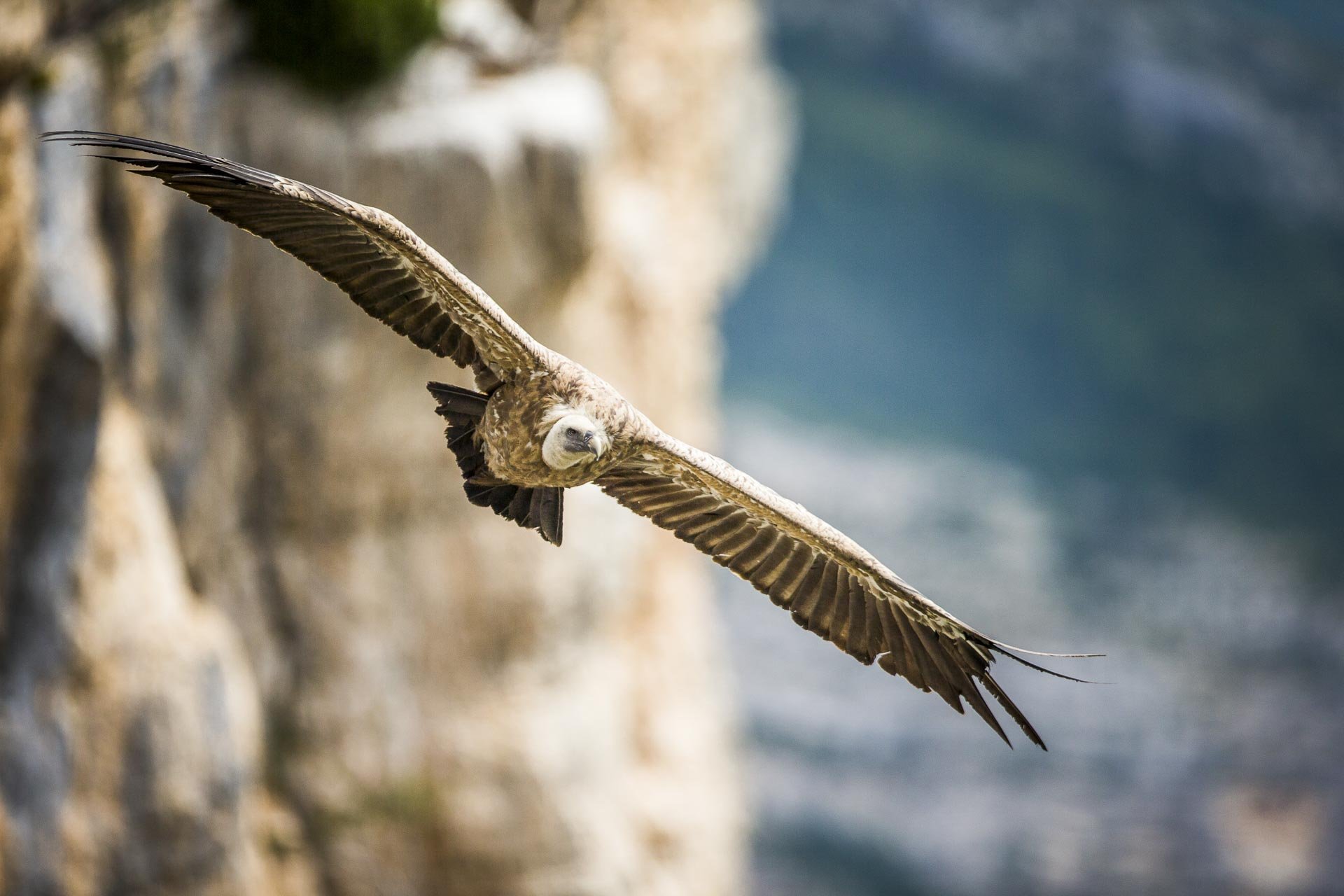 Photographie animalière en Terre des Baronnies