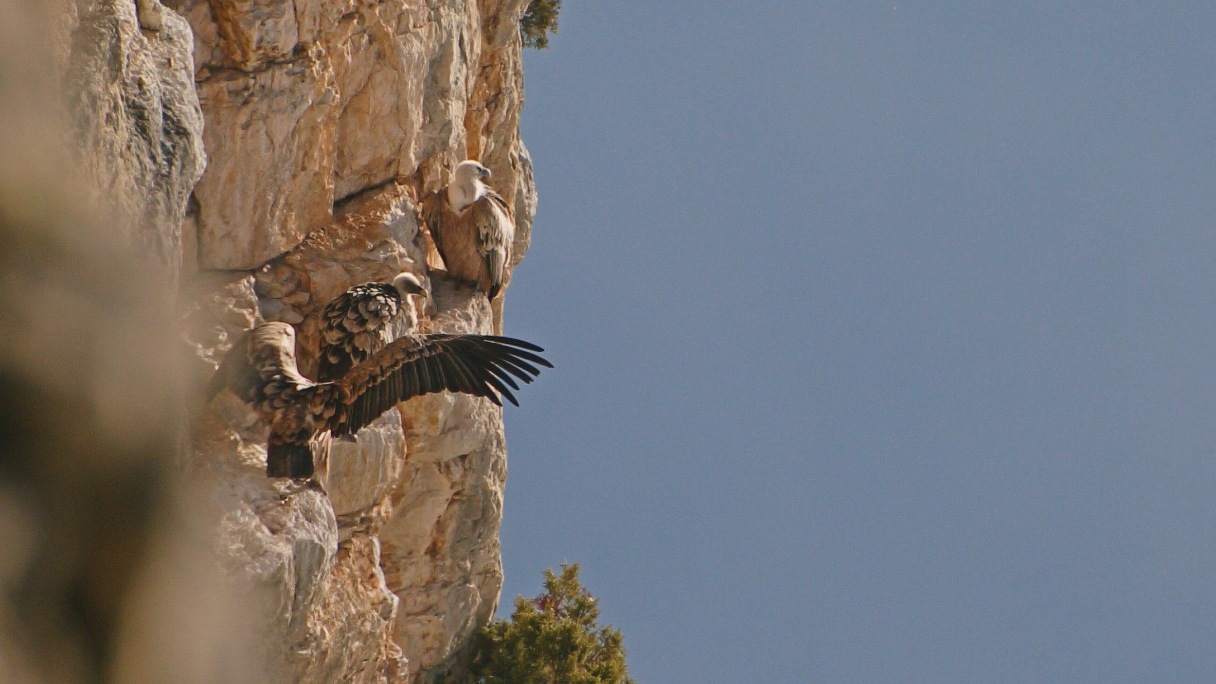 Découvrir les vautours en Terre des Baronnies