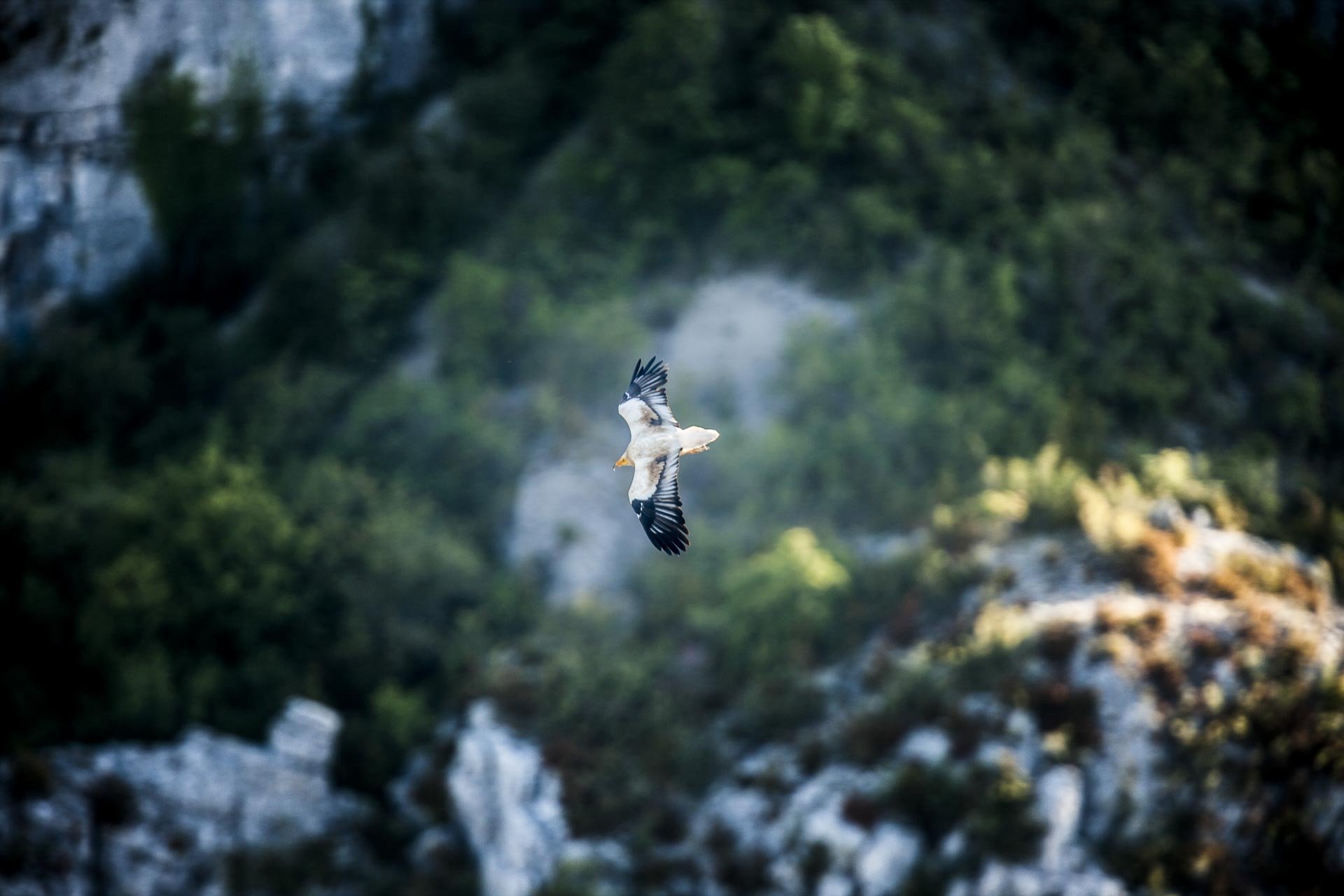 Découvrir les vautours en Terre des Baronnies