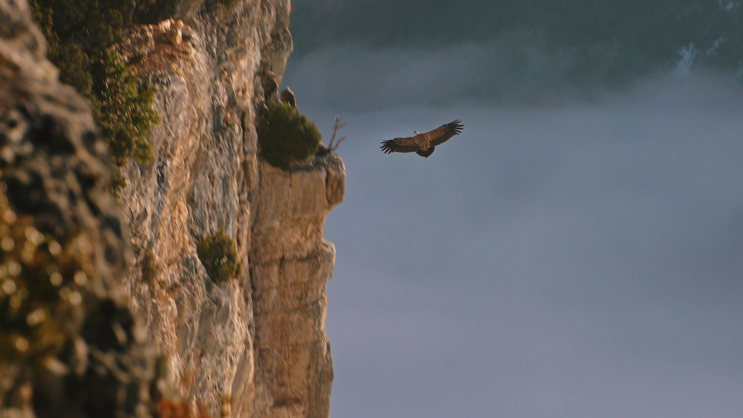 Découvrir les vautours en Terre des Baronnies