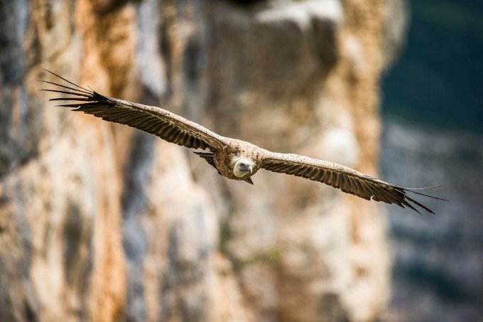 Les Vautours au départ de Terre des Baronnies