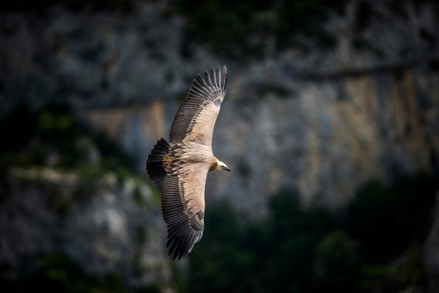 Les Vautours au départ de Terre des Baronnies