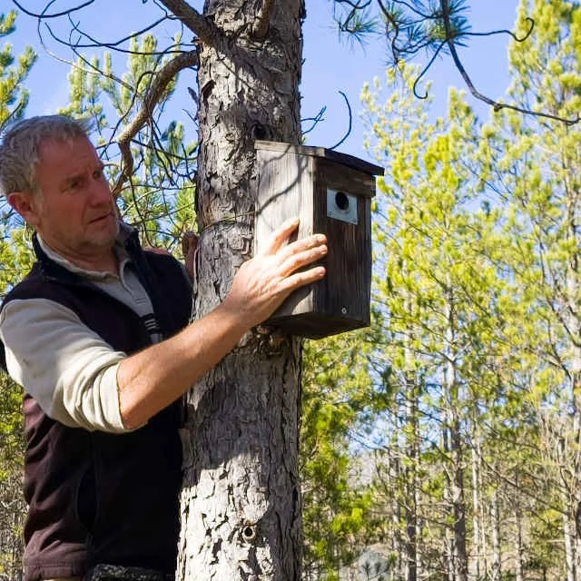 Réinstallation du nichoir