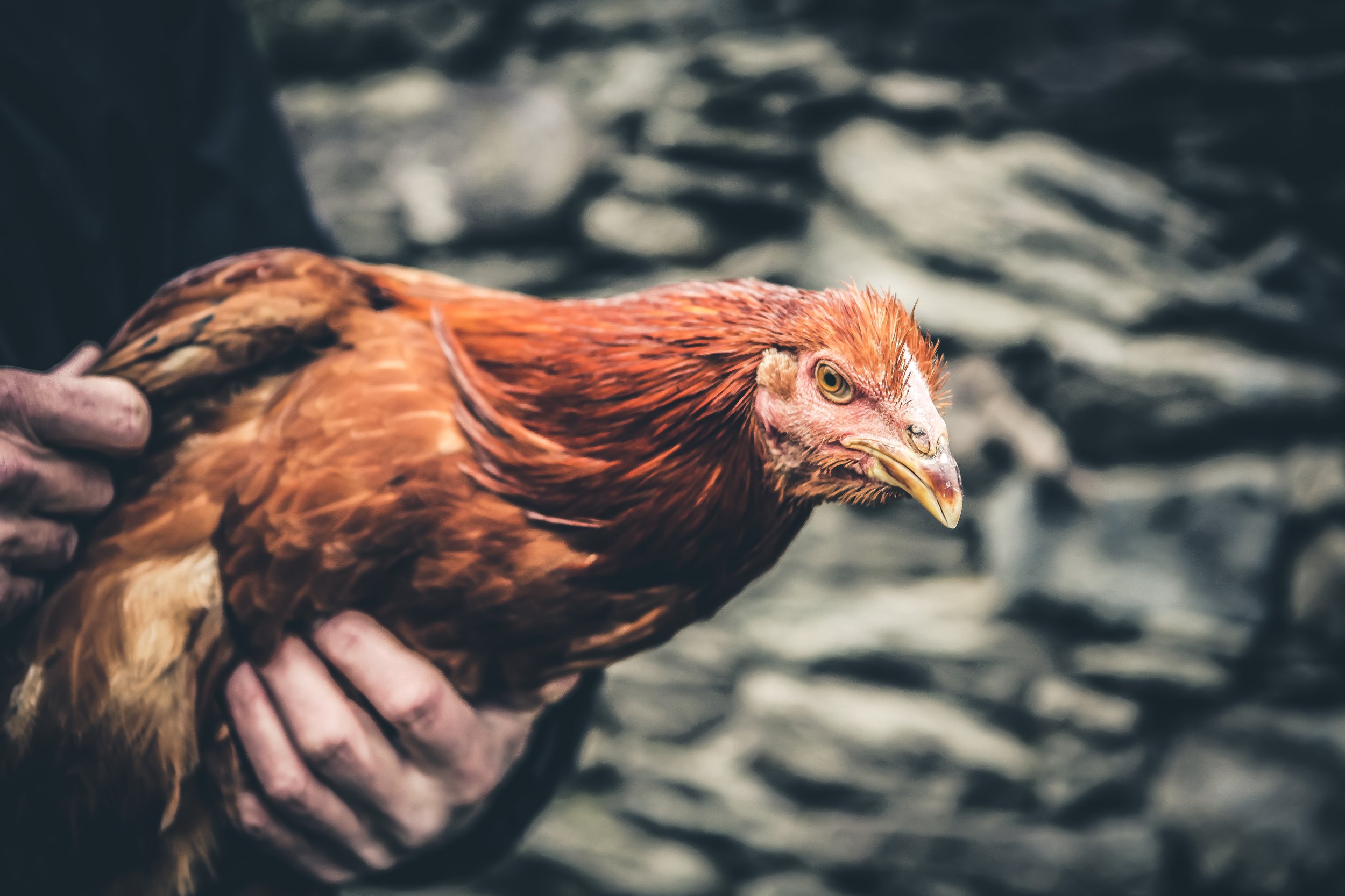 TERROIR ©E.Gentils-16.JPG