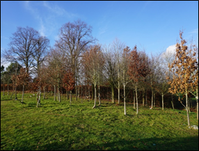 Nature’s Final Embrace: The Growing Rise of Natural Burial in Staffordshire