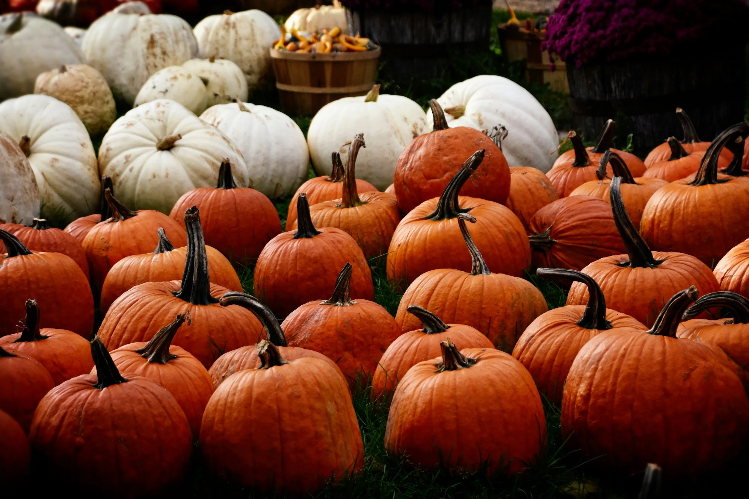 Great Rollright Autumn Fair