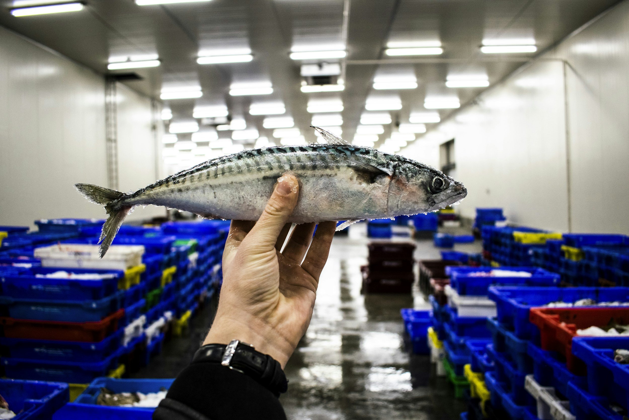 Introducing Seremoni: A New AI-Powered Standard In High-Quality Seafood (Forbes)