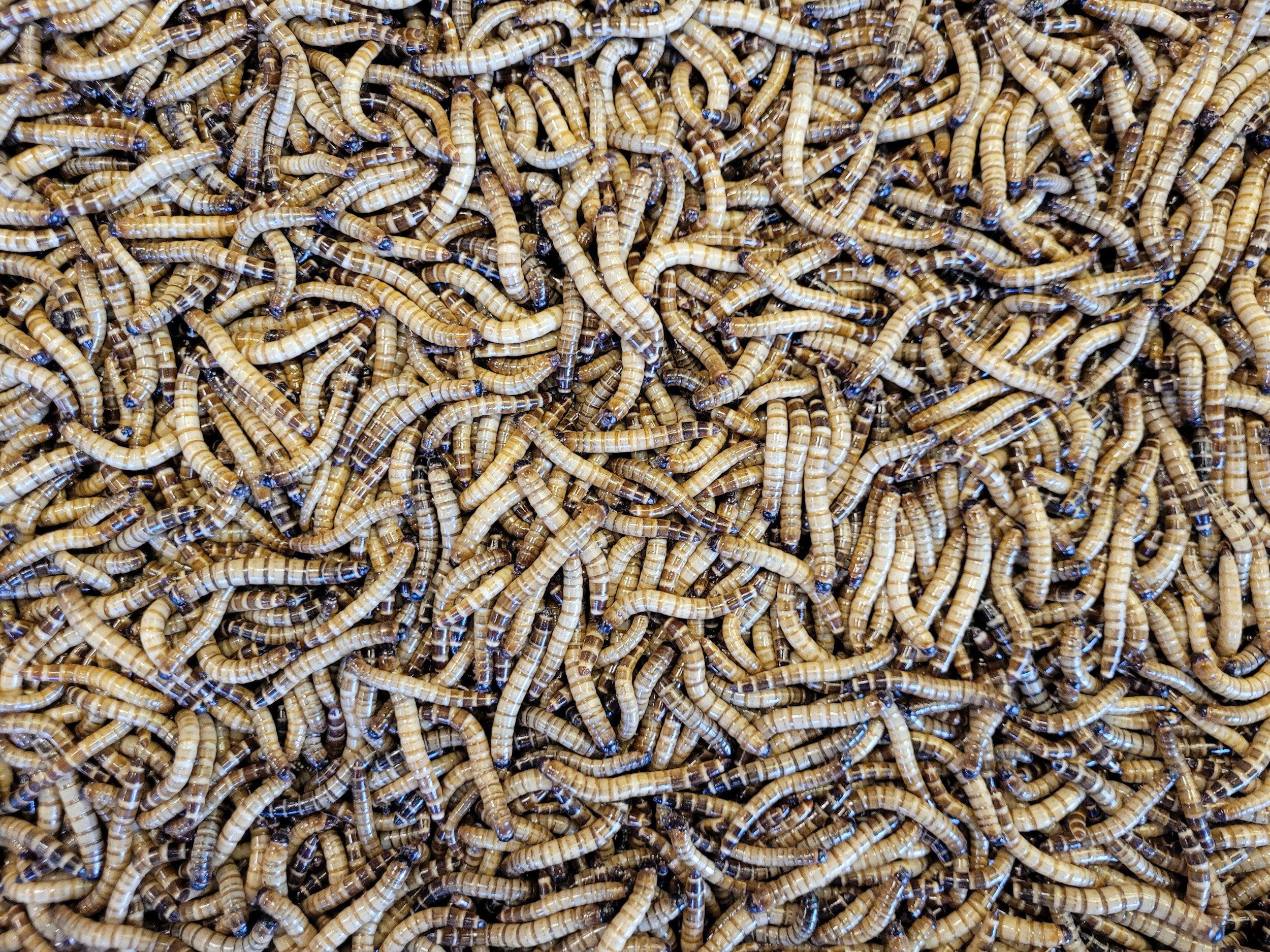 Polish Proteine Resources Secures €1.4M for Its AI-Powered Insect Farming (The Recursive)