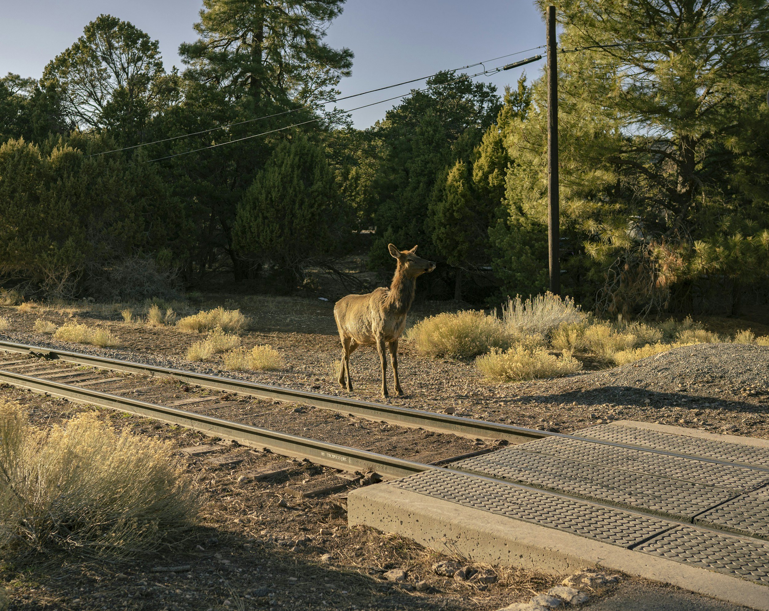 Alstom and Flox trialling AI wildlife detection system in Sweden (Railway Technology)