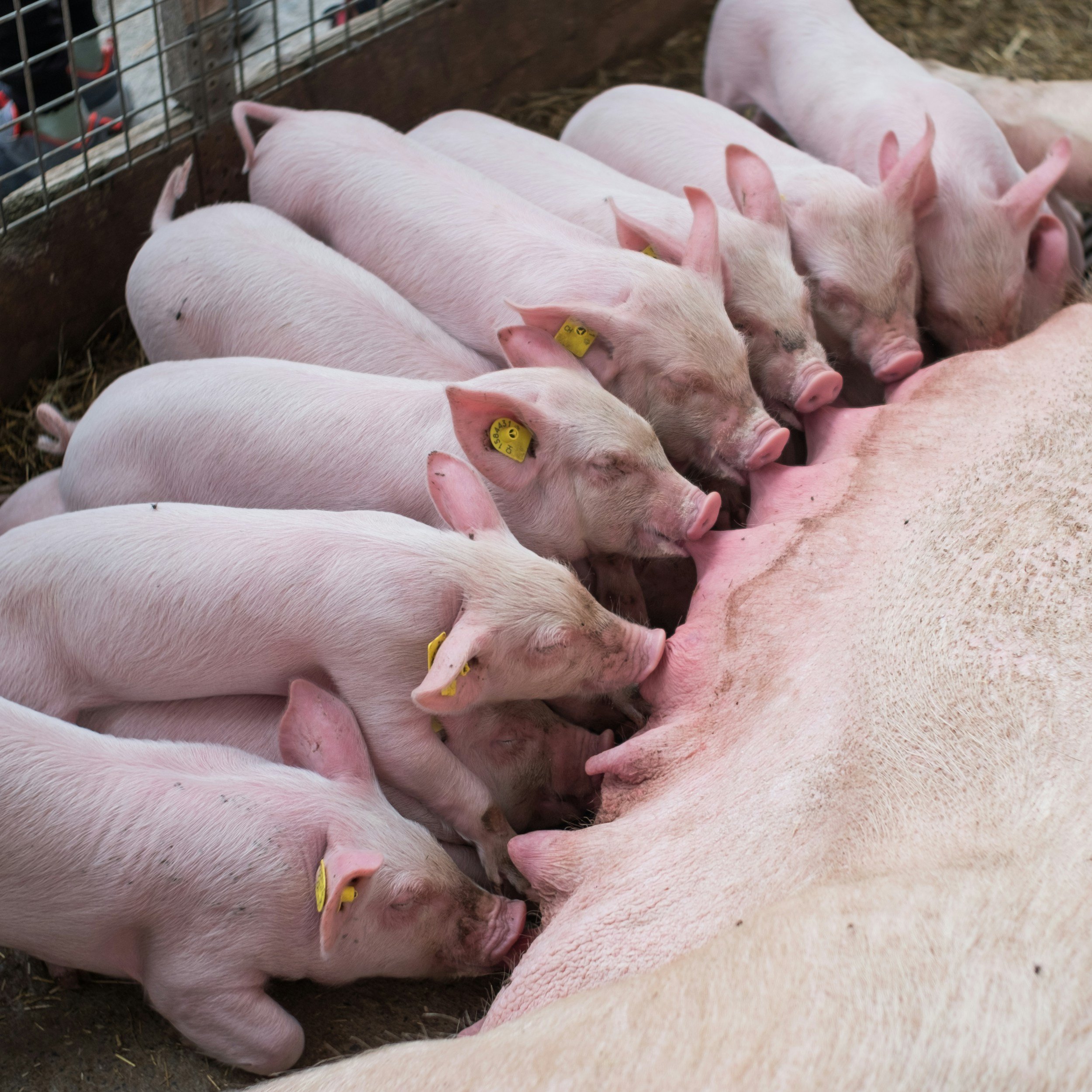 $1M NIFA grant to transform pig husbandry with AI (National Hog Farmer)