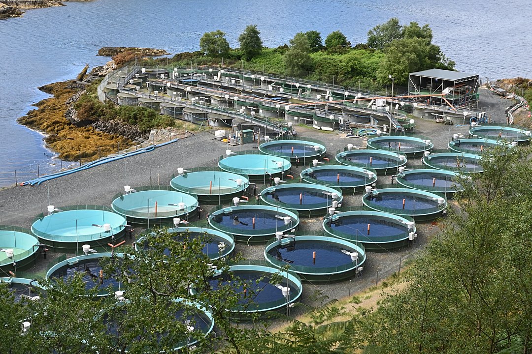 Power of AI could boost seafood industry's reputation (Seafood Source)