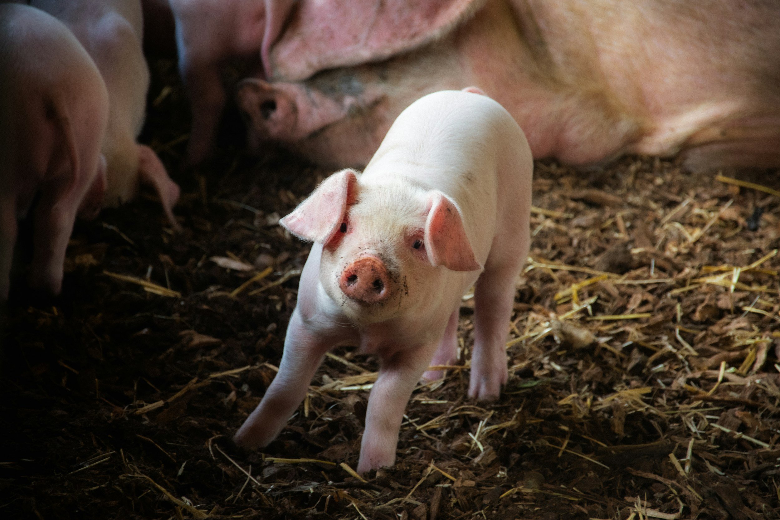 Irish and US researchers using AI to improve piglet survival rates (Agriland)
