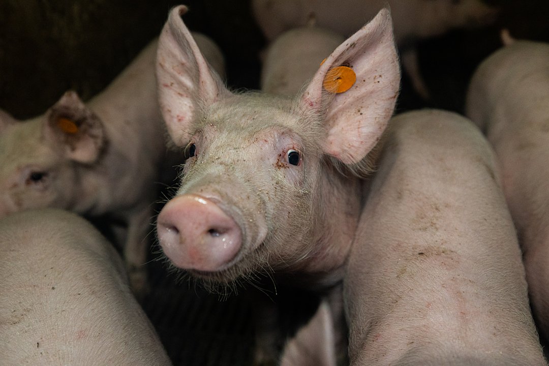 Proactive Pig Project to use AI data to help manage barn conditions (National Hog Farmer)