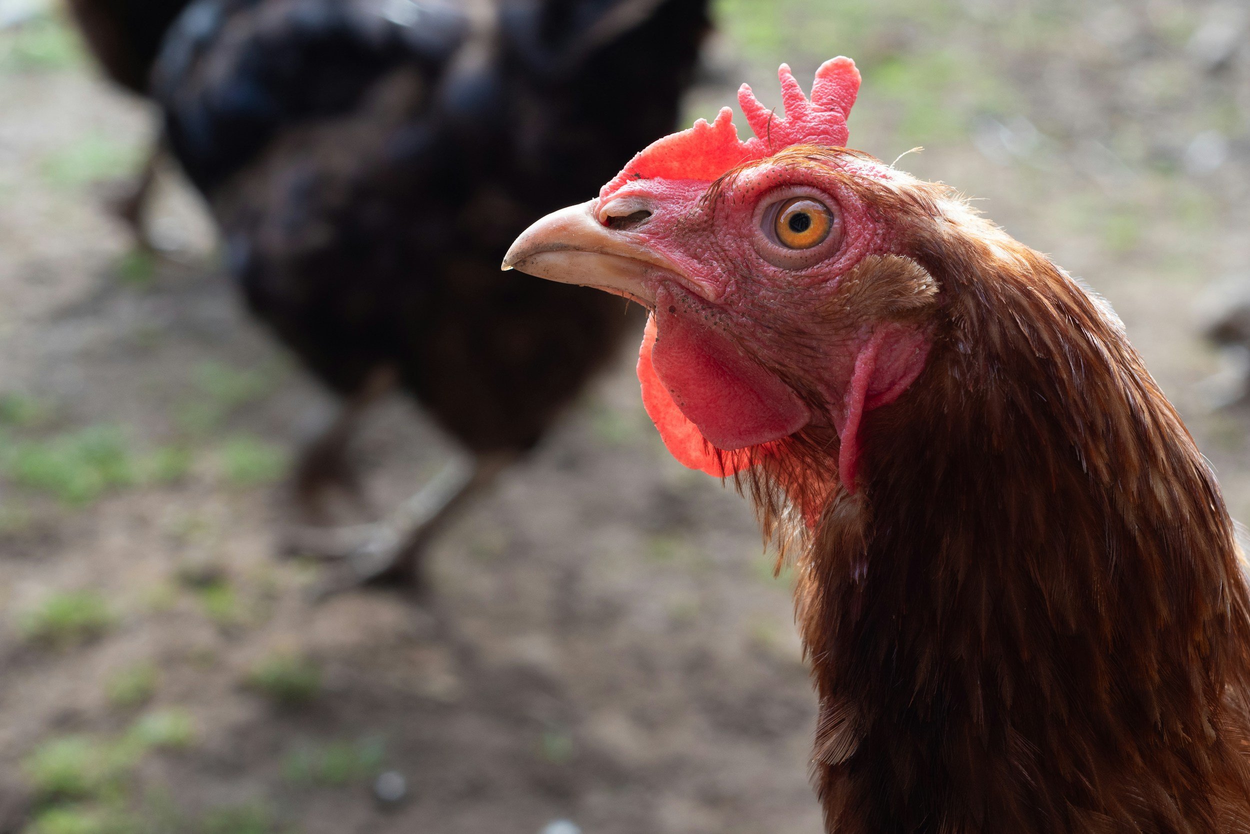 Funding boost for UK projects to improve poultry welfare (Poultry News)