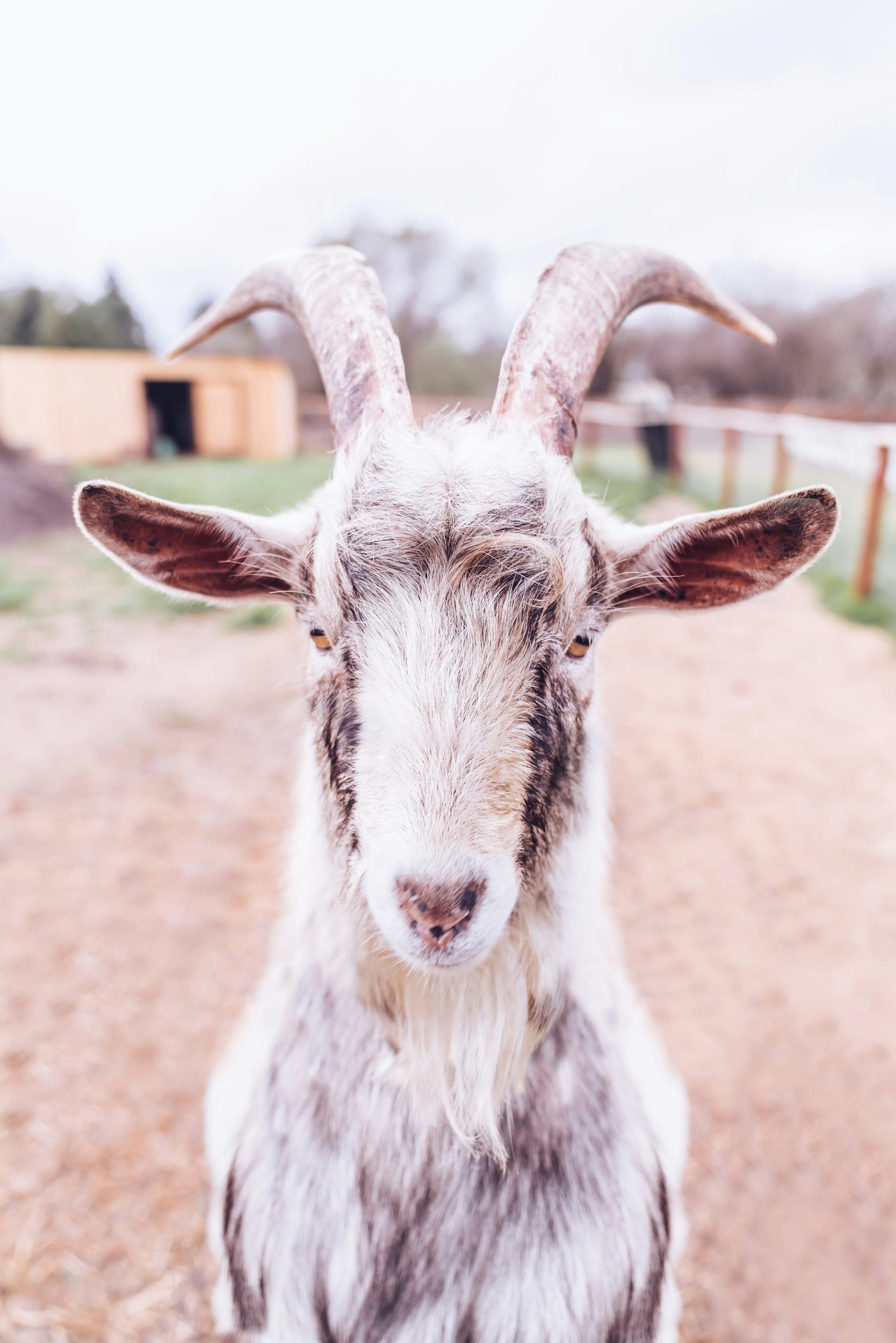 Scientists teach AI to recognise when a goat is upset (The Independent)