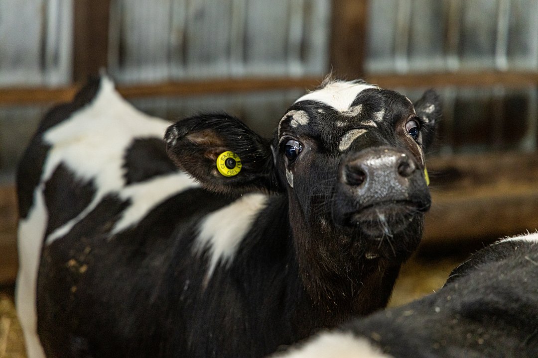 Alliance Group launches AI meat quality insights for farmers (Farmers Weekly)