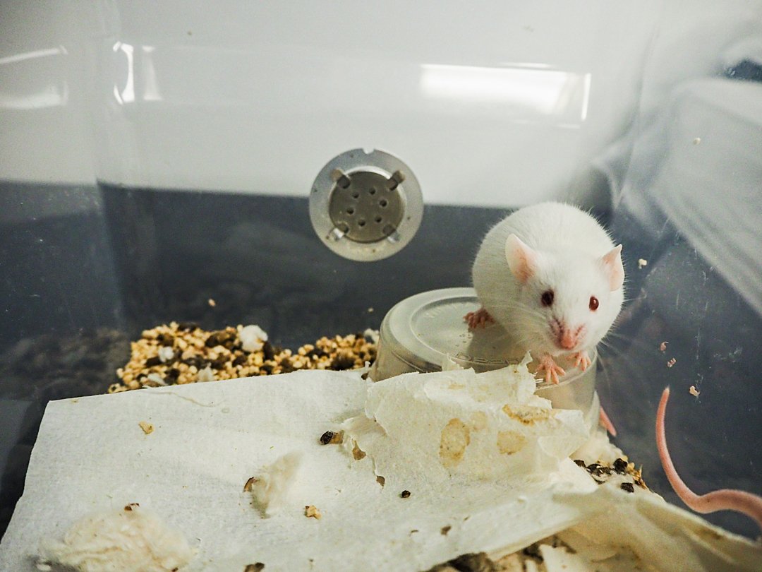 Robotic rat uses AI to befriend real rodents (New Scientist)