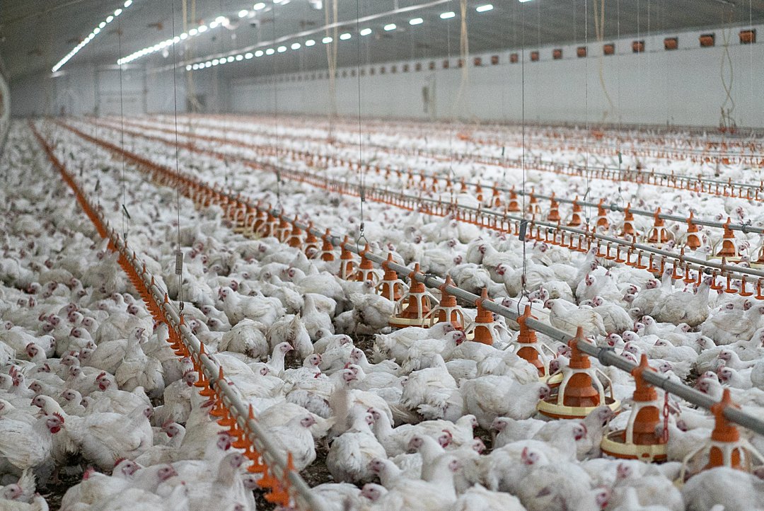 7 new broiler and turkey products from Eurotier 2024 (WATT Poultry)
