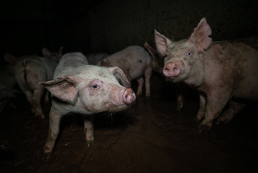 Could AI be key to solving the piglet mortality problem? (National hog farmer)