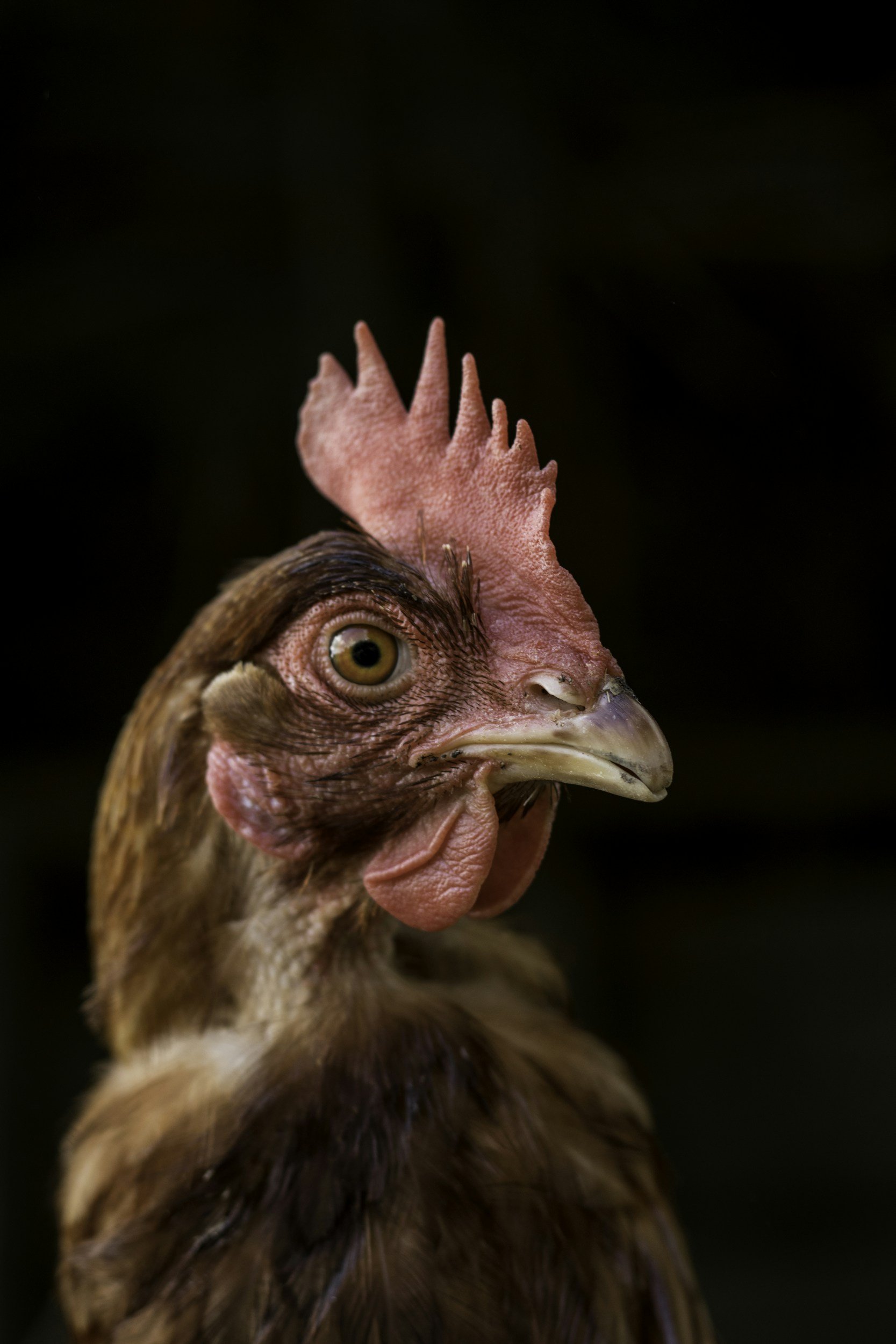AI Helps To Create Lab-Grown Meat (FORBES)