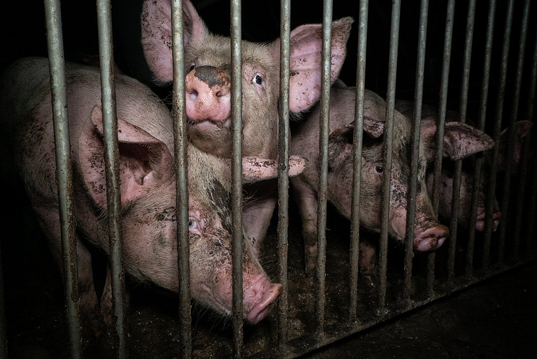 Researchers turn to AI to optimize hog selling (National Hog Farmer)