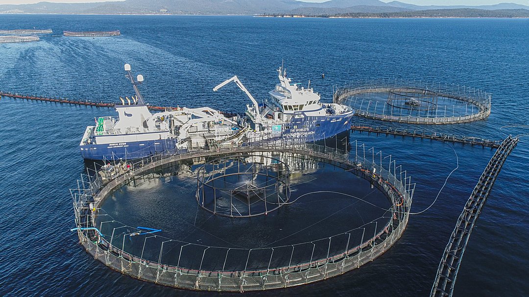 To compete globally, Europe’s seafood farmers may get boost from AI research (KTH Royal Institute of Technology)