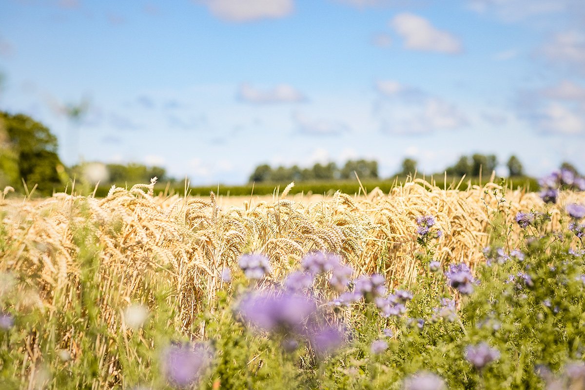Royal Koopmans viert vijf jaar Nedertarwe met farm-to-table graandiners