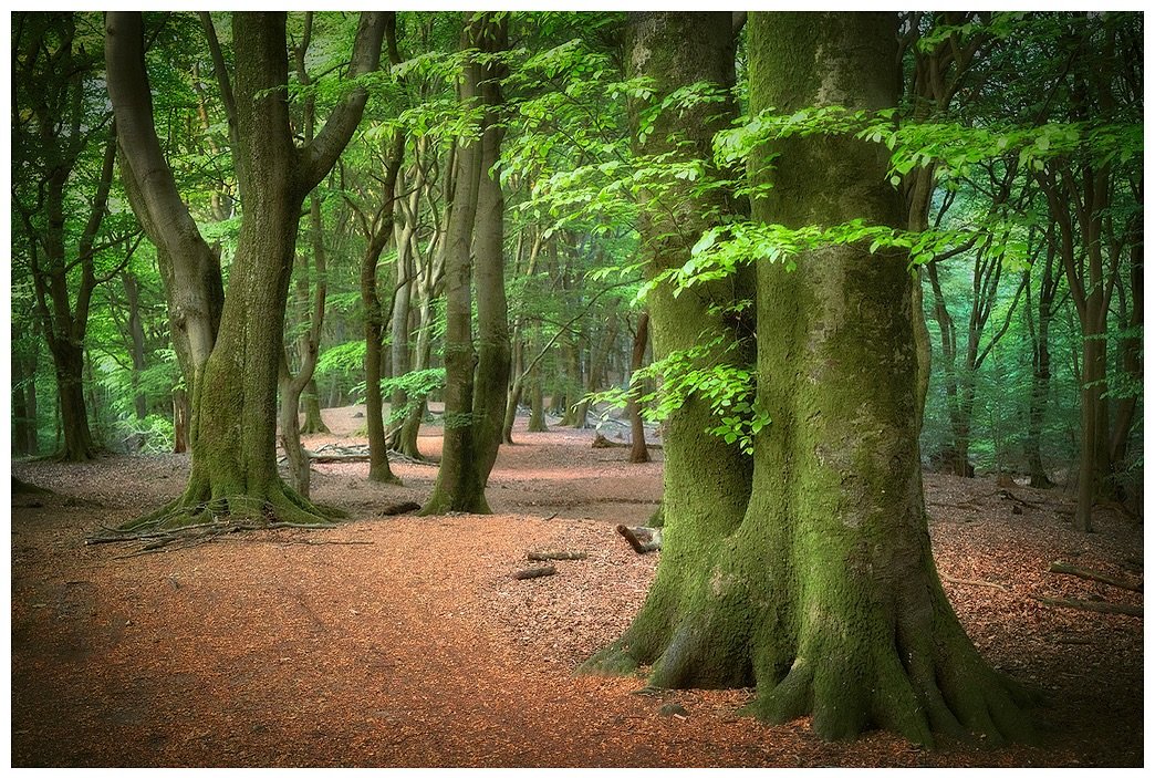 Forest
🌟💦Weekend silence et d&eacute;compression. Randonn&eacute;e 🎒en sous bois 🌳de ch&ecirc;nes et de h&ecirc;tres magnifiques 🌿
🌿🌿🌿🌿
#randonn&eacute;e #detente😎 #therapy #landscapephotography #naturelovers #naturephotography #baindefor&e