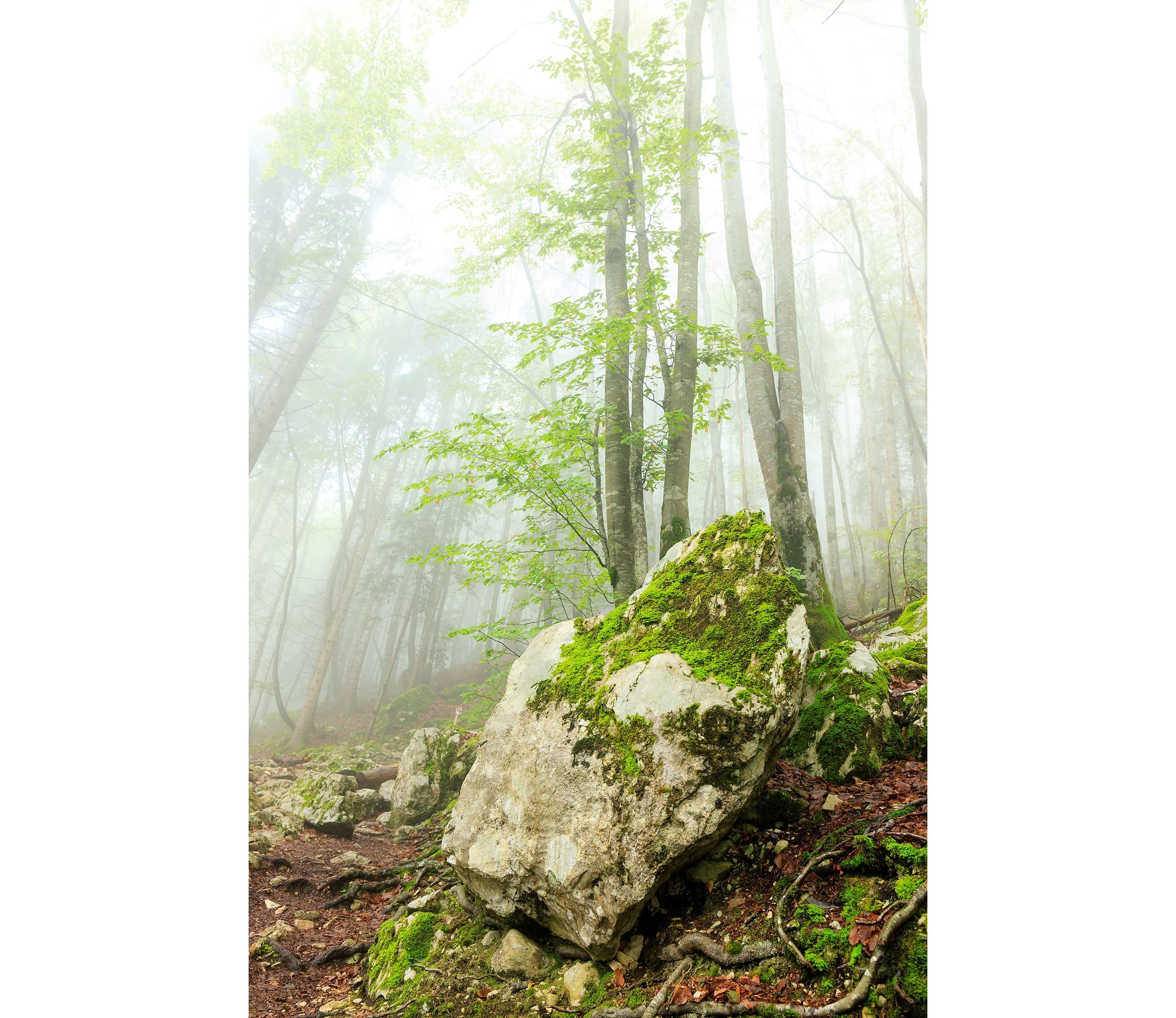 Éveil sous un voile de brume