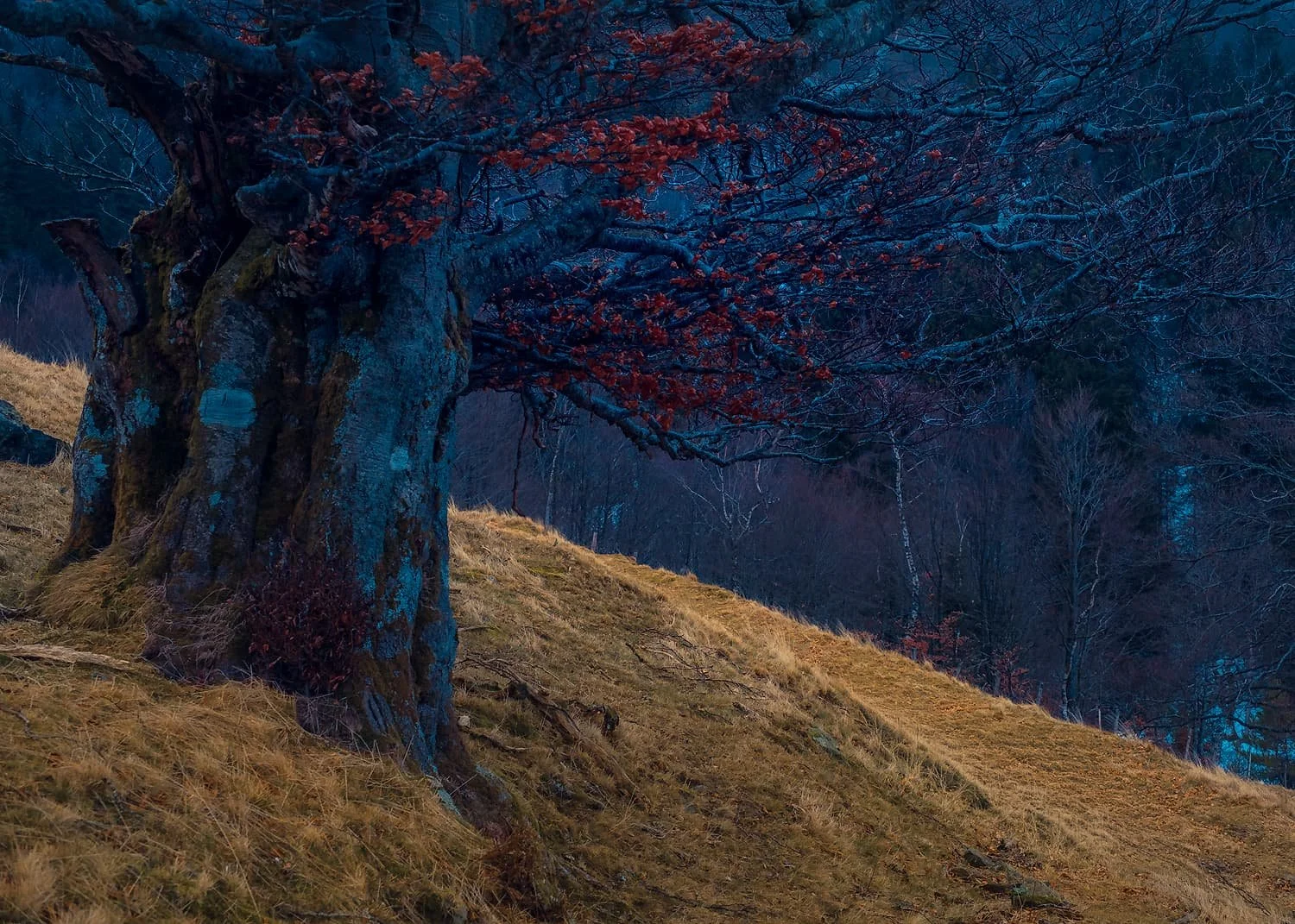 L'arbre de Rouge Gazon