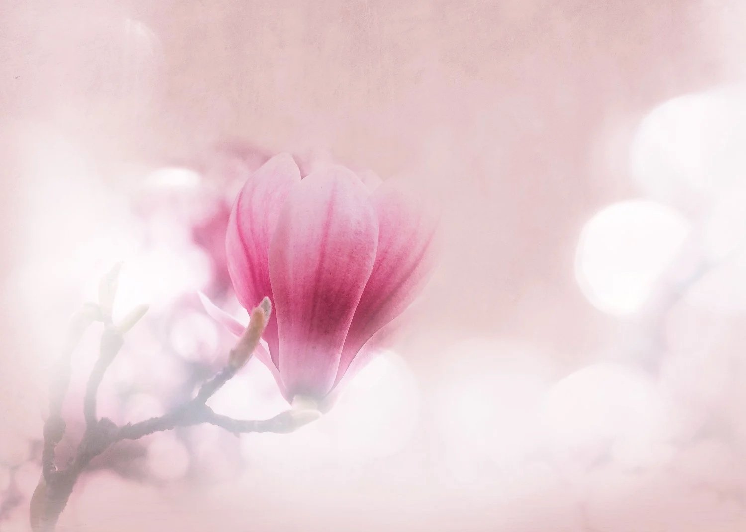 Bouton de magnolia qui émerge d'un halo de lumières douces