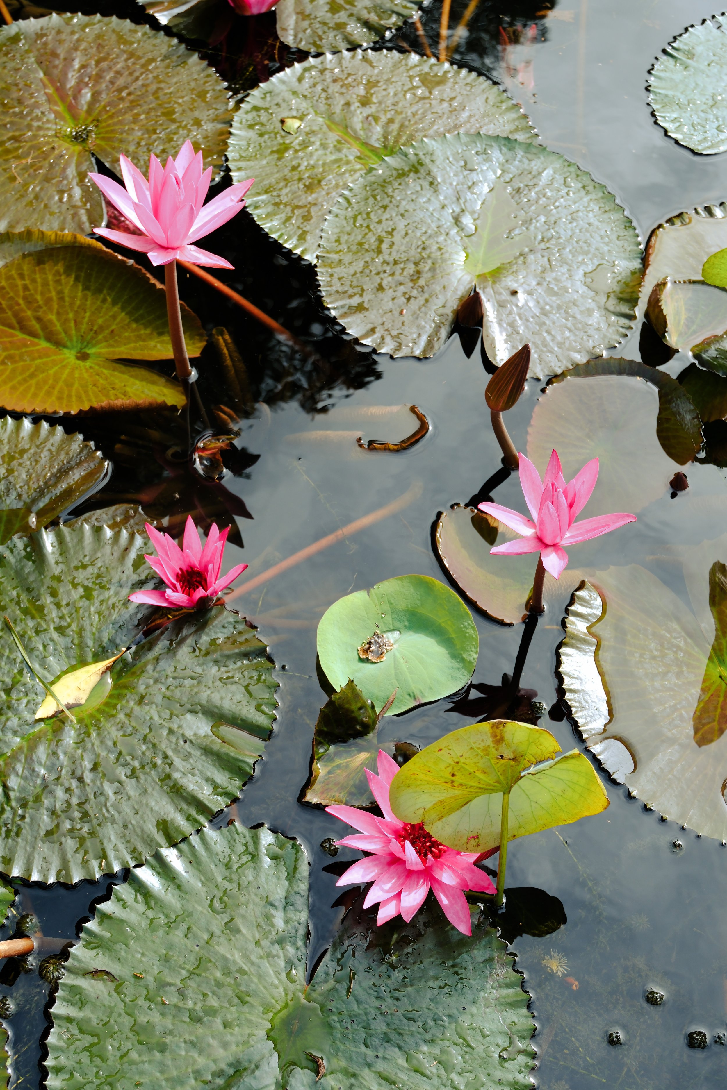 CURA VISTA MAG_KAHANDA KANDA_IMAGE-39.jpg