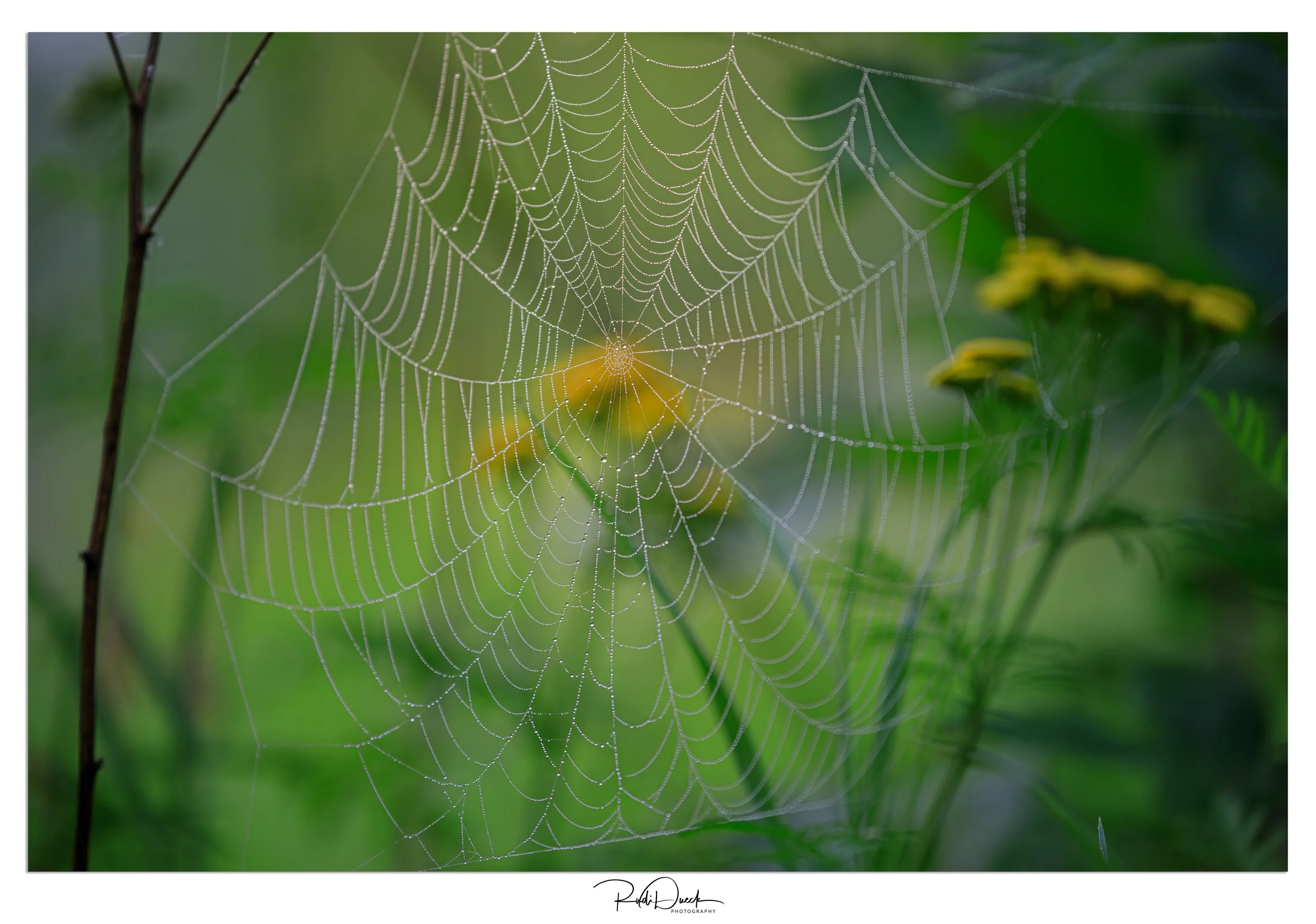 _UDI1298-Edit.jpg