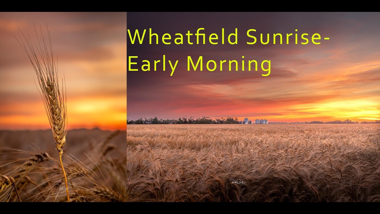Wheatfield Sunrise: Capturing Early Morning Beauty #wheatfield