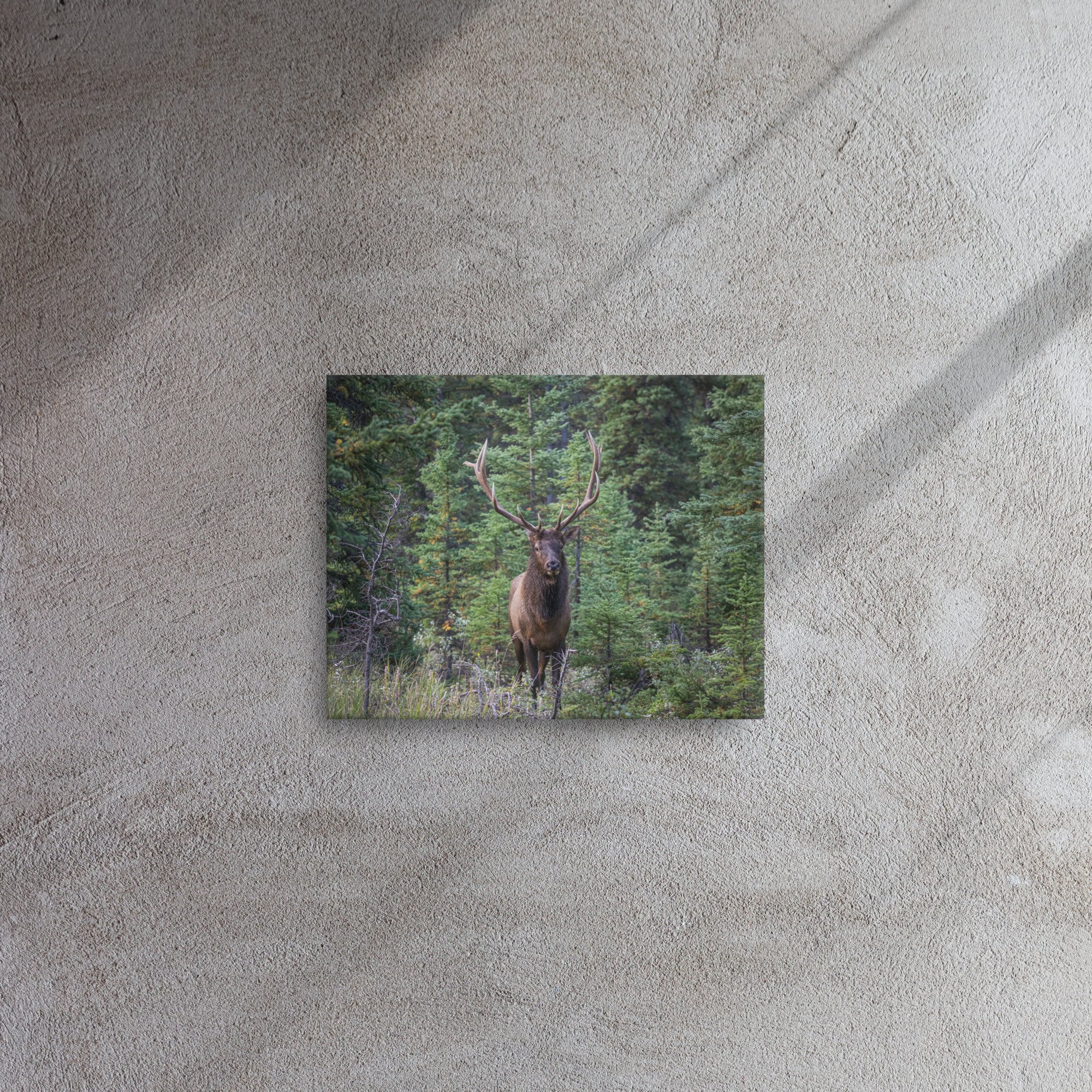 thin-canvas-(in)-11x14-front-67cf7ed001b75.jpg