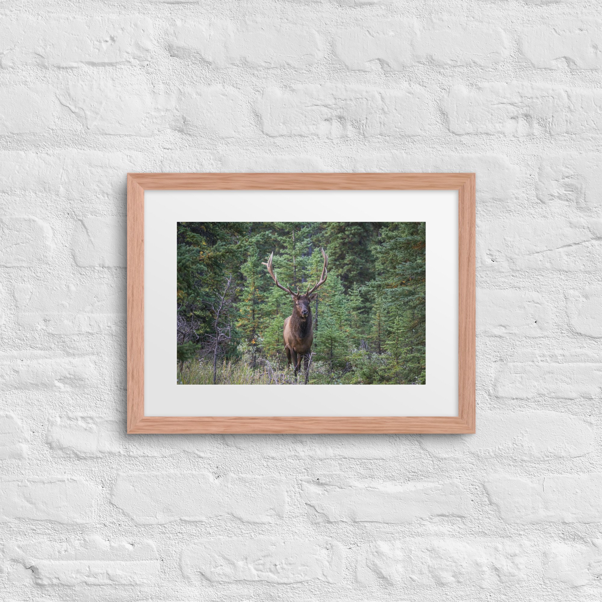 matte-paper-framed-poster-with-mat-(in)-red-oak-12x16-front-67cf81cbebddc.jpg