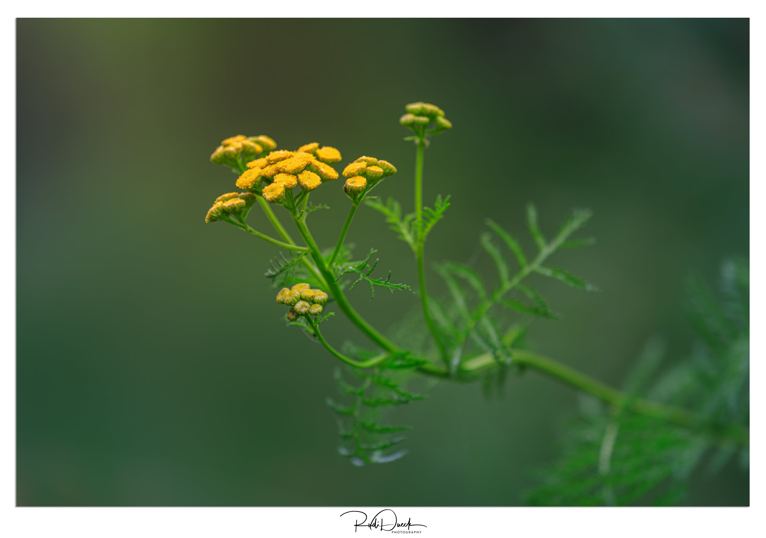 _UDI1302-Edit.jpg