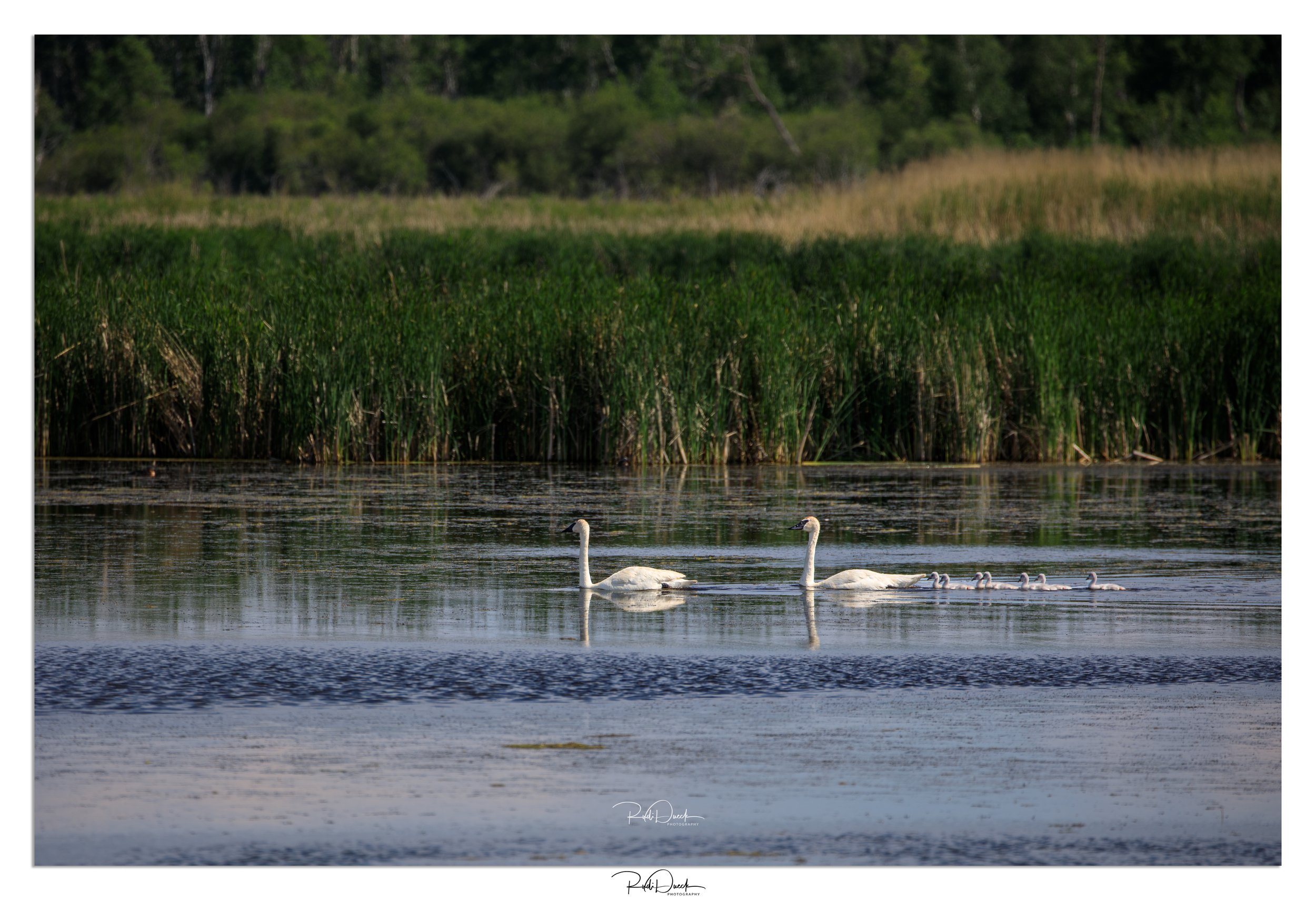 Trumpeter Swan Family with Seven Cygnets Near Hecla Lake, Manitoba

One of the most memorable wildlife encounters I have experienced took place near Hecla Lake in Manitoba, where I was fortunate to photograph a pair of Trumpeter Swans with seven youn