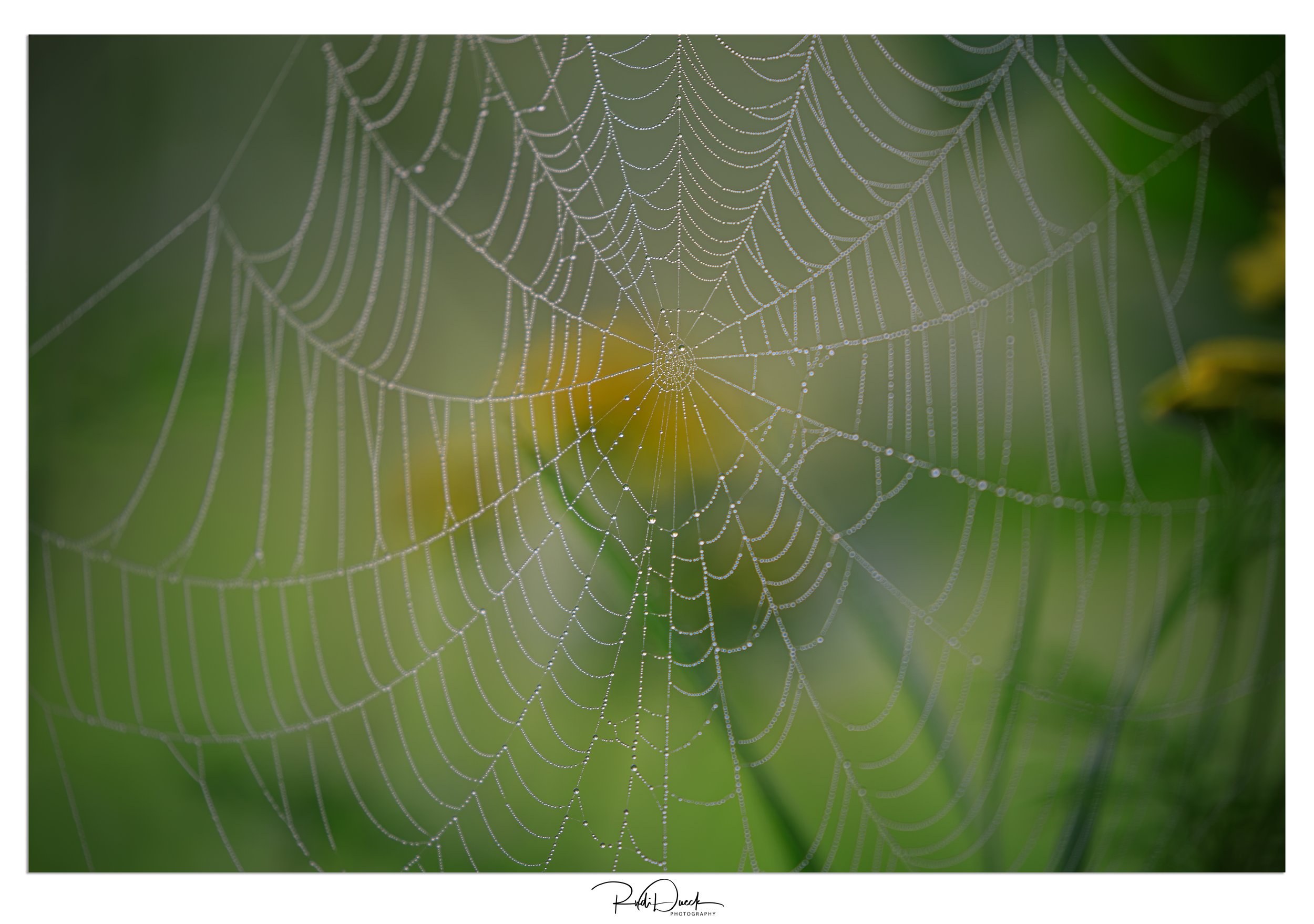 _UDI1296-Edit.jpg
