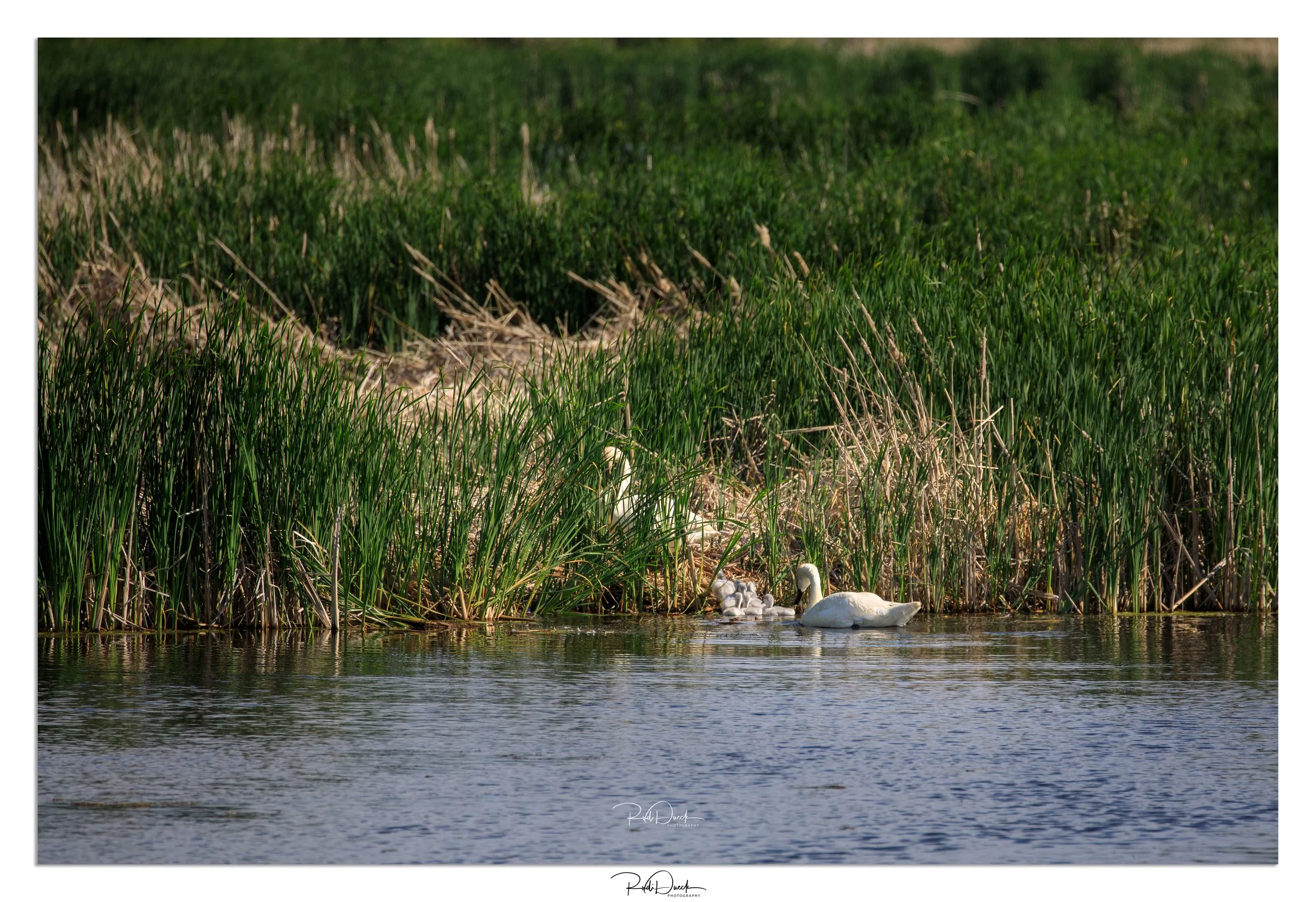 Young Swan Family Climbing Onto an Island Near Hecla Lake

This photograph captures a special moment from the same Trumpeter Swan family I observed near Hecla Lake in Manitoba. After swimming across the calm waters, the pair of adult swans guided the