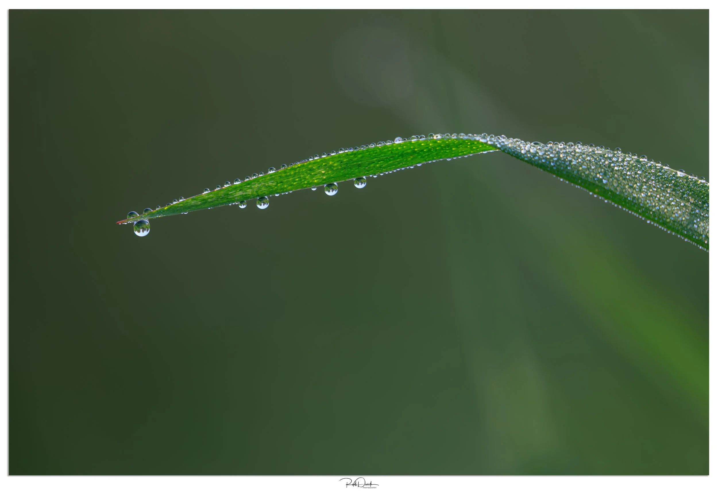 _UDI1314-Edit.jpg