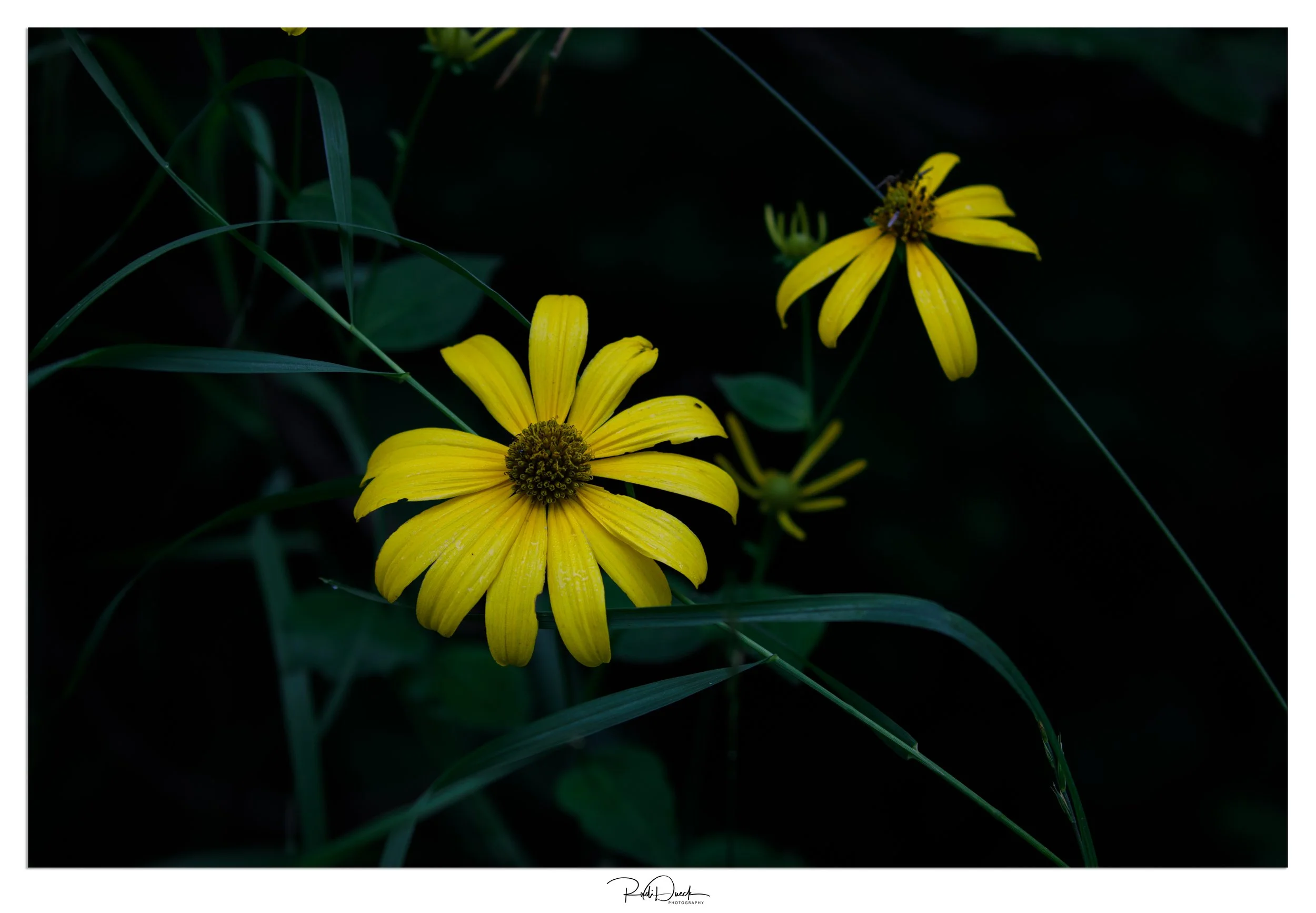 _UDI1315-Edit.jpg