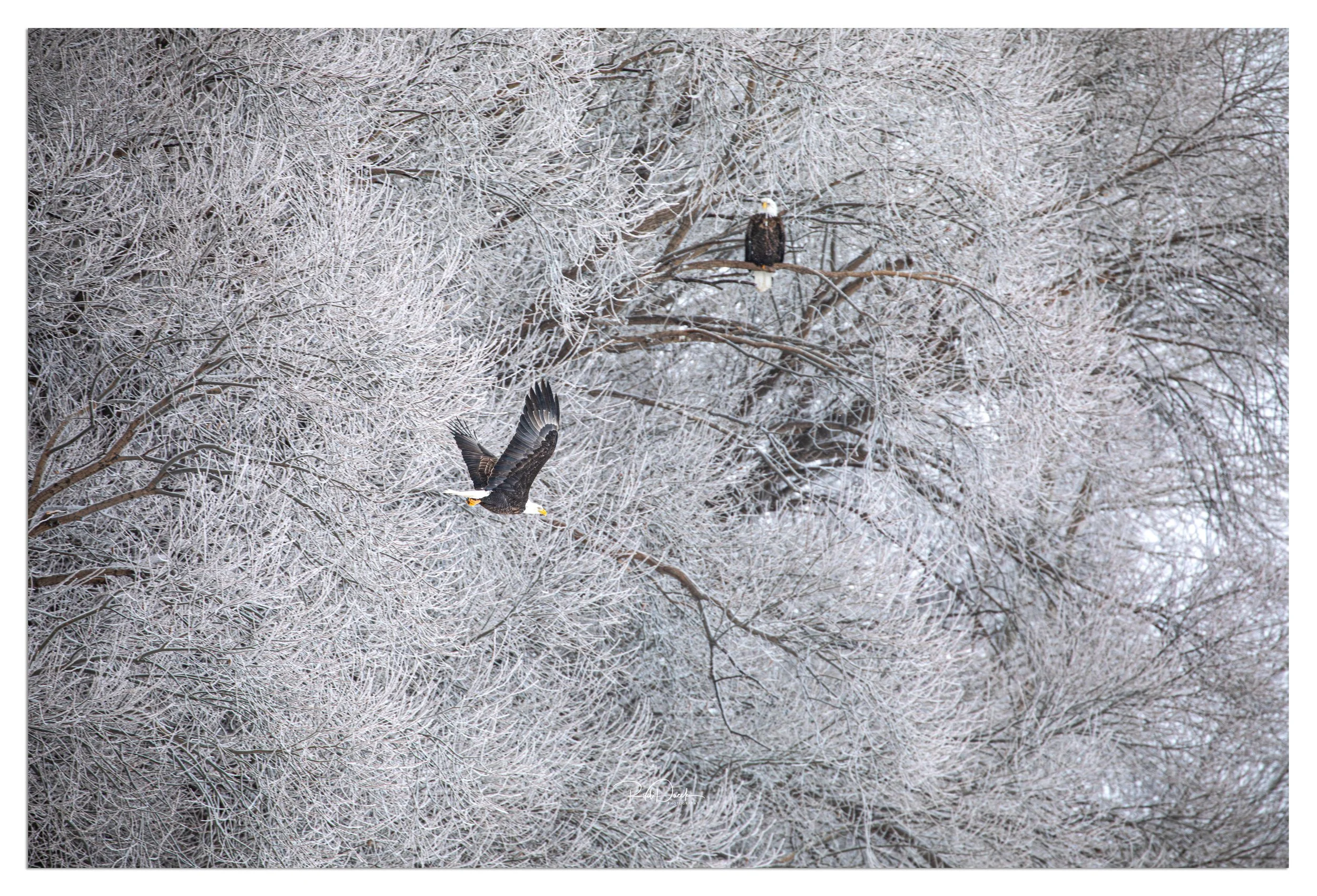 Two bald eagles dominate a frozen Manitoba treeline — one perched silently among snow-laden branches, the other launching skyward with wings fully extended. The upward motion reveals every feather in striking detail, capturing raw power, precision, a