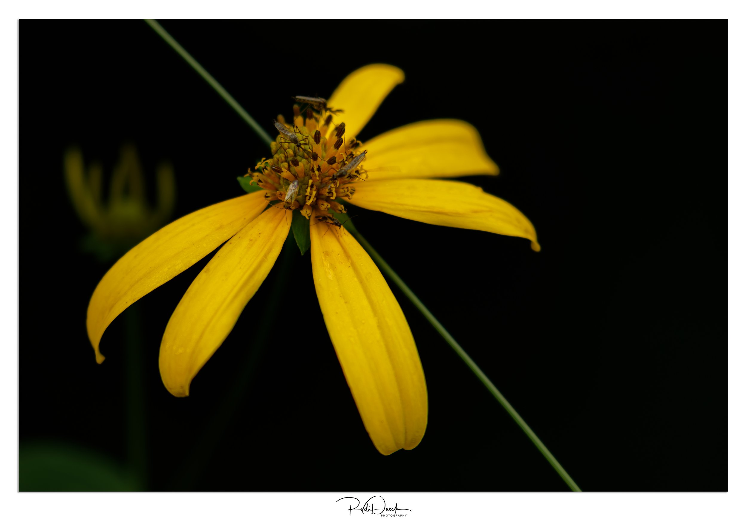 _UDI1319-Edit.jpg