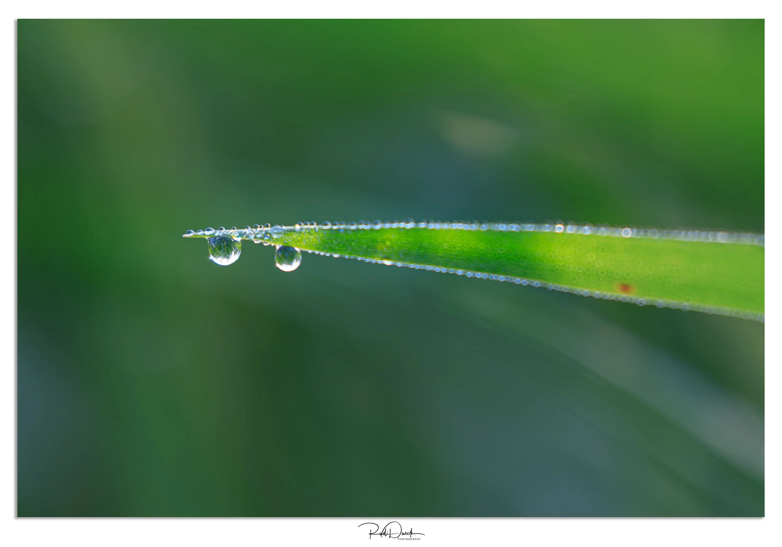 _UDI1308-Edit.jpg