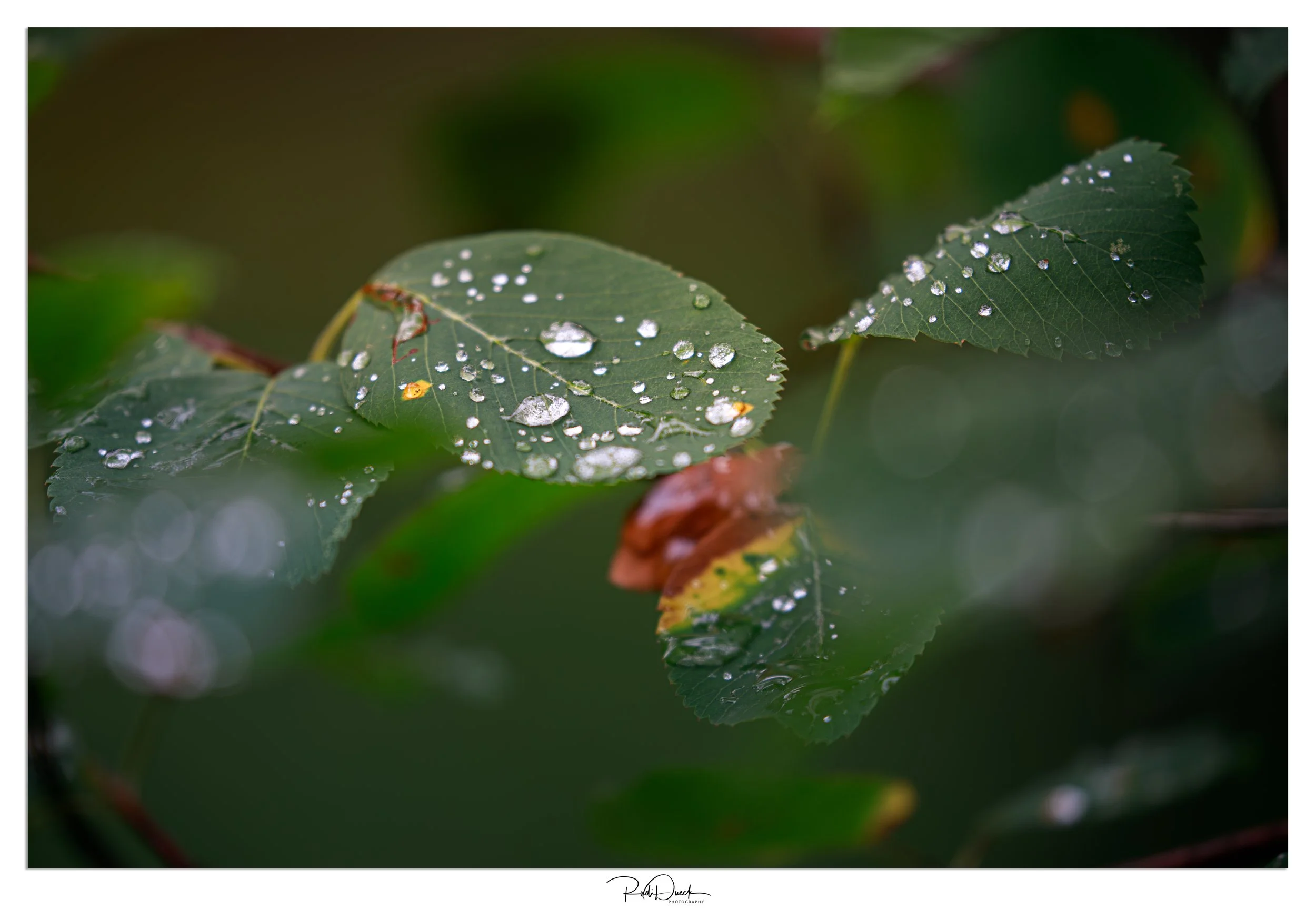 _UDI1434-Edit.jpg